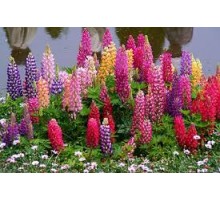 Цветы многолетние